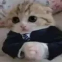 based_cat