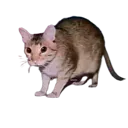 ratcat