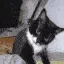 schizo_cat