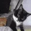 schizo_cat