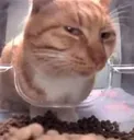 catsideaye