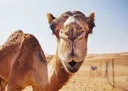 camel