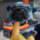 PUPPY_BARNABY