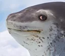 seal_sideeye