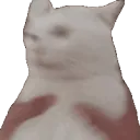 shakethecat