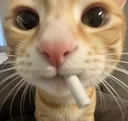 Cat_Cool
