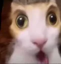 Cat_Surprised