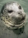 seal2