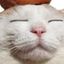 catstarecalm