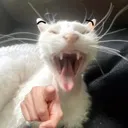 realcost_laughingpointingcat