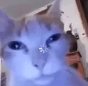 wharcat