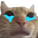 catcry