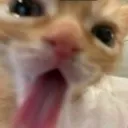 cat_yawn