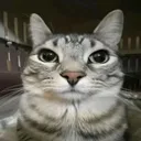 catstarege