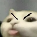 bleh