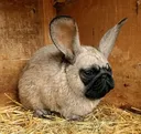 Pugbunny