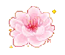 a_afx_cat_flower