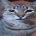 catr