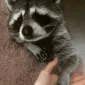 PedroZlove