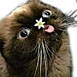 strayyyblep