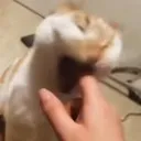 boop