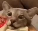 Mufflescomingfromhiding