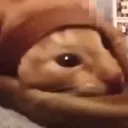 FlopCat