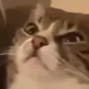 Dishonoronyouall