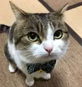 catverypremiumquality