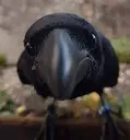 crowstare crowstare