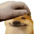 funnydog