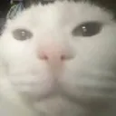 kot_sirneke