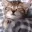 catsleep