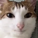 huh huh