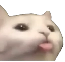 cattongue custom emote - Speed Wallet