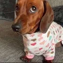 dogsideye