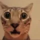 shock