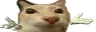yonose