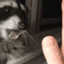 RaccoonHighFive