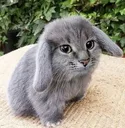 cabbit