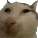 huhcat