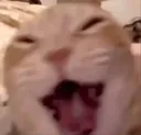 catlaugh