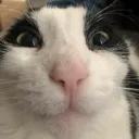 catsmile