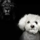 speak_up