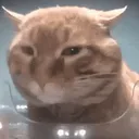 snackstare snackstare