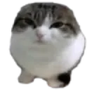 catBoin