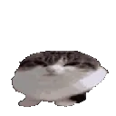 catBoing catBoing