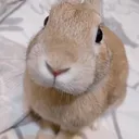 slungus