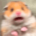hamster_scared