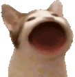 funny_cat